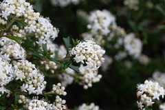 Pomaderris obcordata