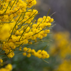 Acacia rigens