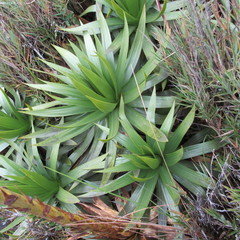 Puya nitida
