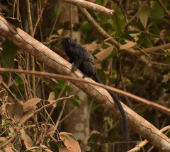 Saguinus ursula