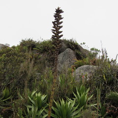 Puya nitida