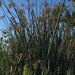 photo of California Bulrush (Schoenoplectus californicus)
