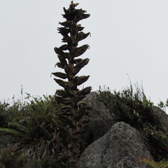 Puya nitida