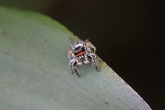 Habronattus coecatus
