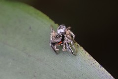 Habronattus coecatus