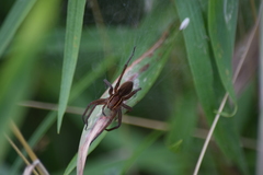Dolomedes striatus