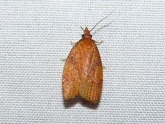 Cenopis directana