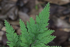 Selaginella moellendorffii