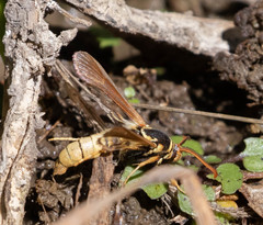 Paranthrene robiniae