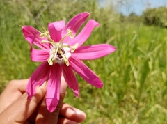Passiflora sublanceolata