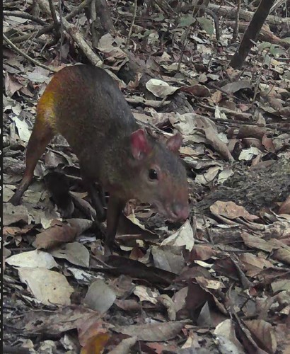 Black-rumped Agouti