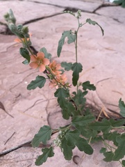 Sphaeralcea emoryi
