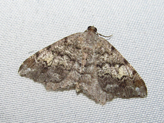 Macaria granitata