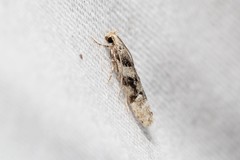 Coleotechnites atrupictella