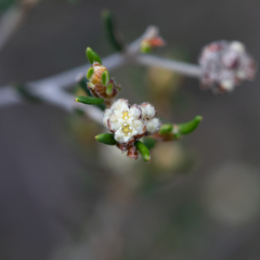 Spyridium eriocephalum