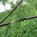 Cinna arundinacea - Photo (c) Sean Blaney,  זכויות יוצרים חלקיות (CC BY-NC), uploaded by Sean Blaney