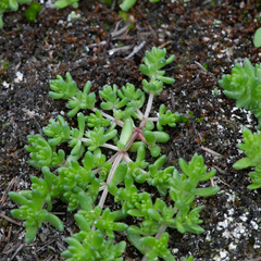 Crassula decumbens
