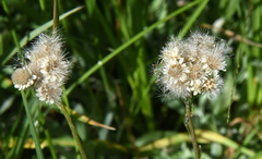 Antennaria corymbosa