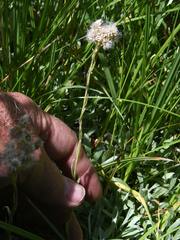 Antennaria corymbosa