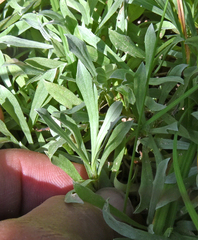 Antennaria corymbosa