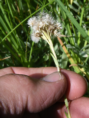 Antennaria corymbosa