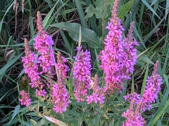 Lythrum salicaria