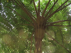 Cyathea costaricensis