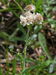 Antennaria corymbosa