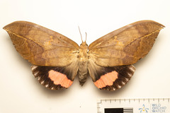 Phyllodes imperialis