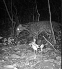 Leopardus pardalis mitis