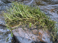 Podostemum ceratophyllum