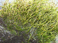 Podostemum ceratophyllum