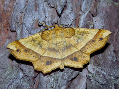 Euchlaena tigrinaria