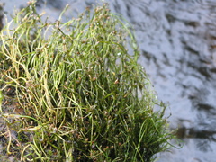 Podostemum ceratophyllum
