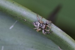 Habronattus coecatus