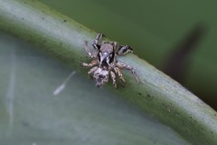 Habronattus coecatus