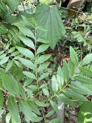 Xanthoceras sorbifolium