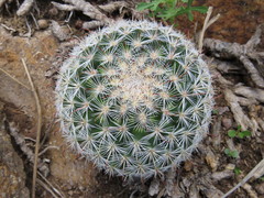 Mammillaria jaliscana jaliscana