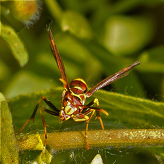 Polistes exclamans