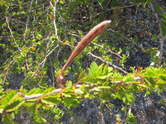 Calliandra haematomma