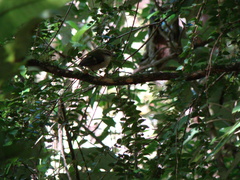 Acanthisitta chloris