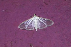Palpita vitrealis