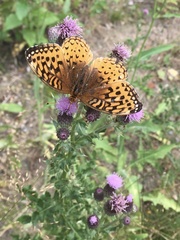 Speyeria cybele pseudocarpenteri