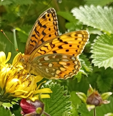 Argynnis jainadeva