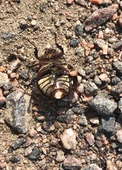 Phyllophaga lanceolata