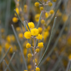Acacia rigens