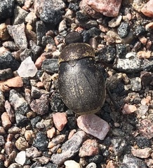 Phyllophaga lanceolata