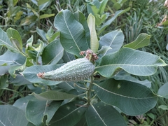Asclepias syriaca