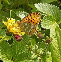 Argynnis jainadeva