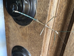 Diapheromera femorata